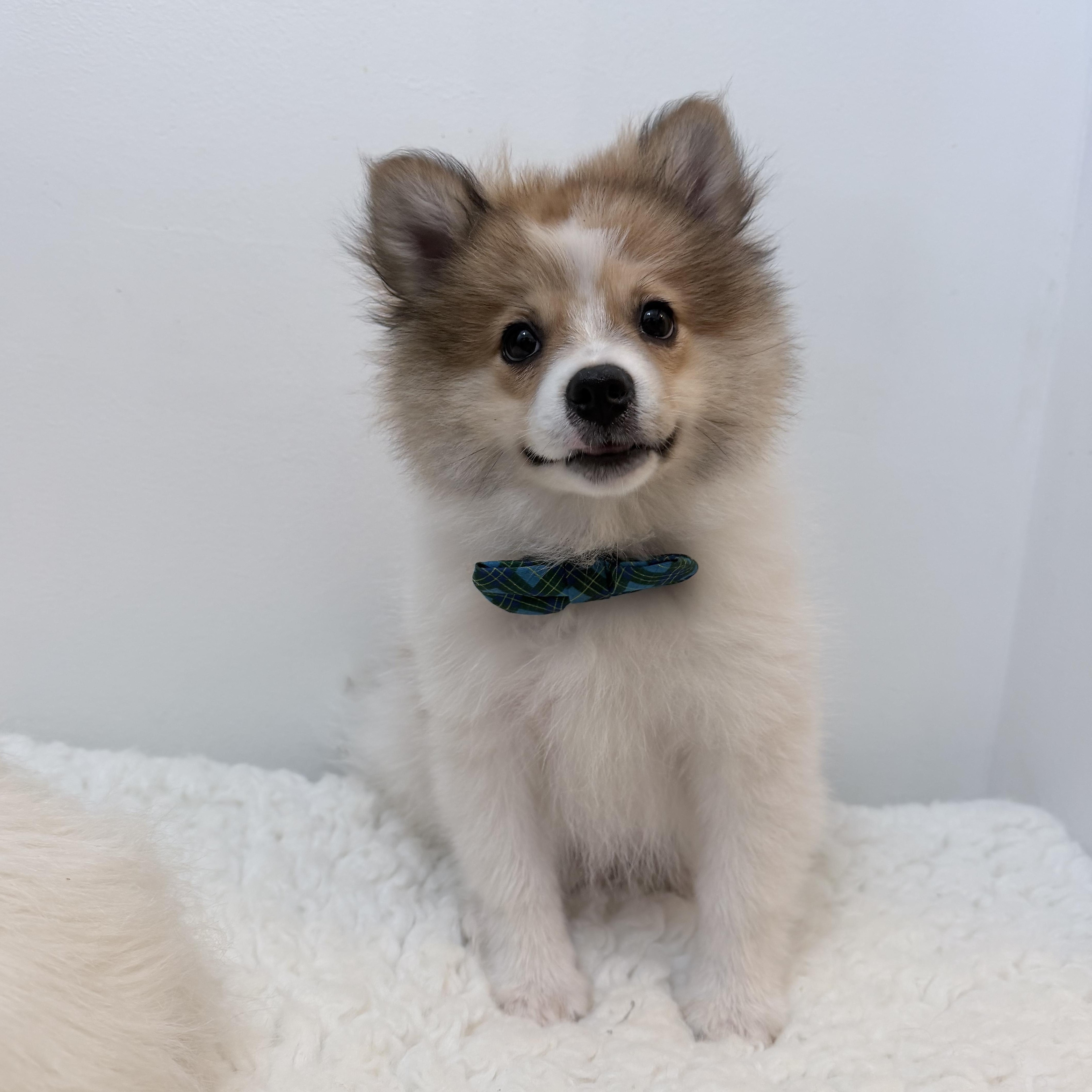Enlarge Prince pooffy, a Adopted Pomeranian in Wrightstown, NJ image 6/6