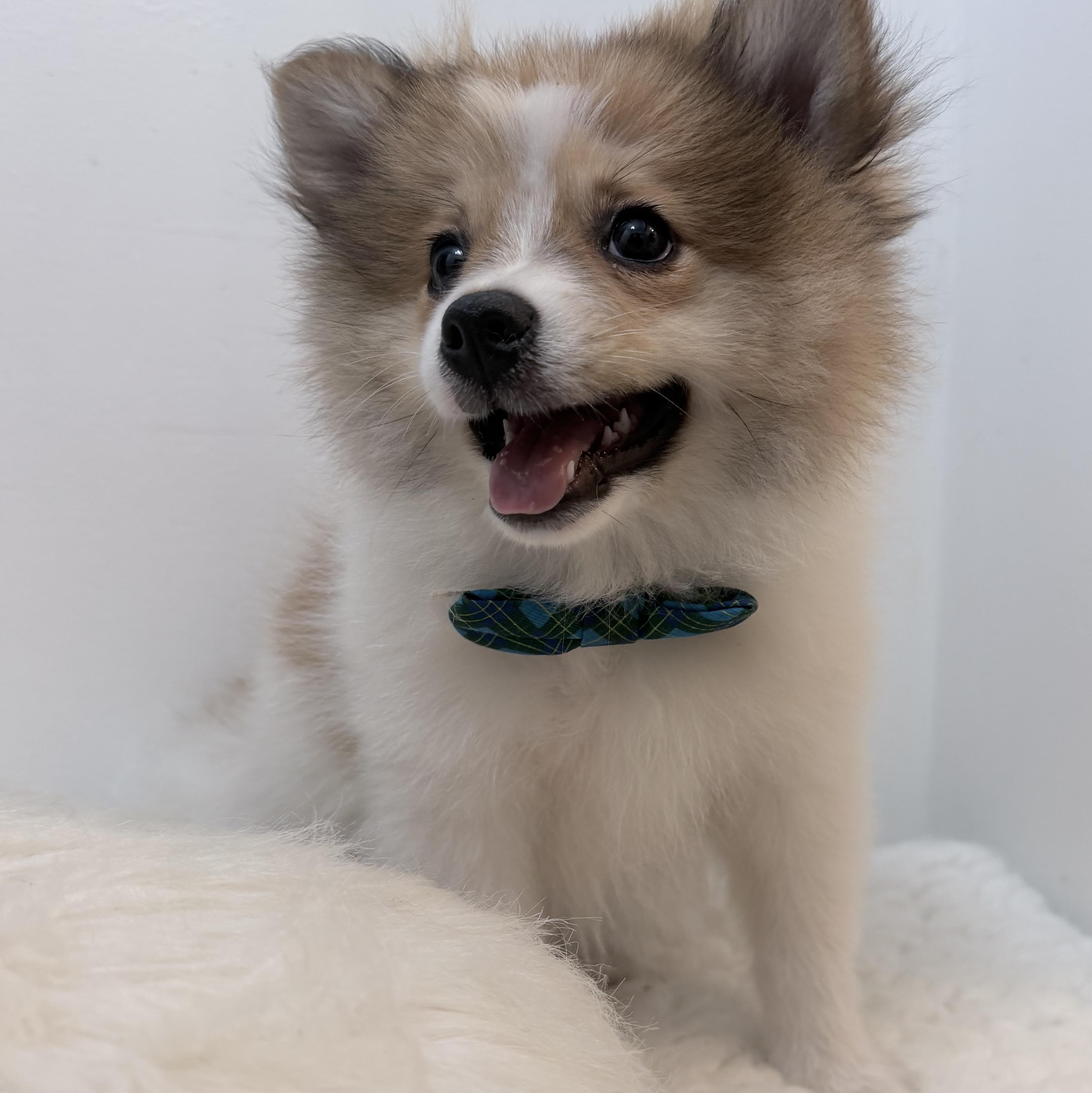 Enlarge Prince pooffy, a Adopted Pomeranian in Wrightstown, NJ image 5/6