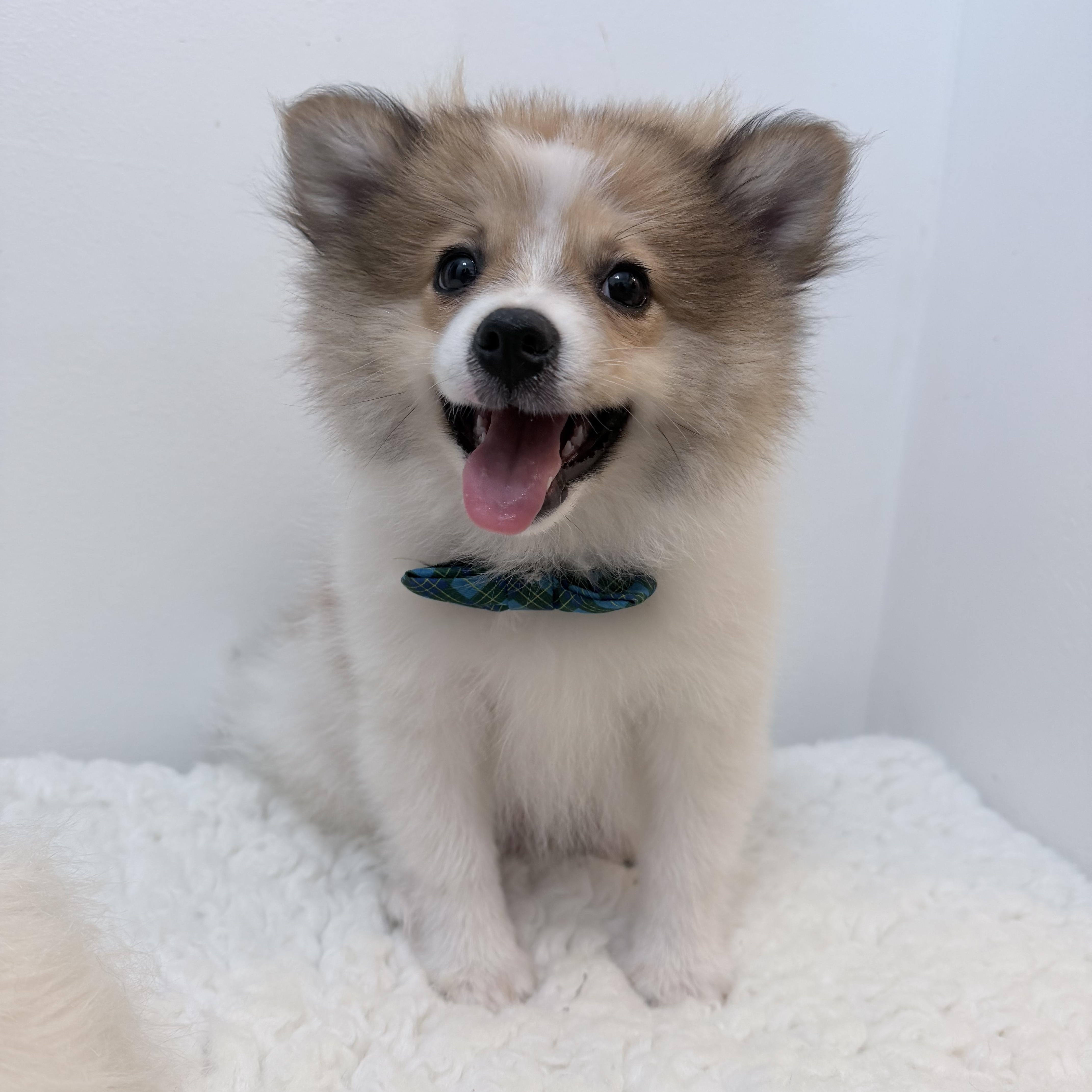 Prince pooffy, Adopted, Puppy Male Pomeranian.