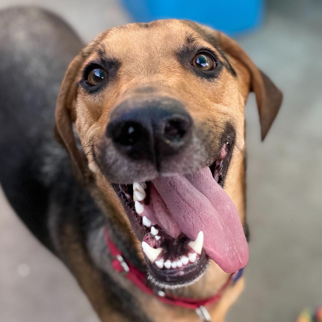 Enlarge Jack, a Adoptable mixed breed in San Francisco, CA image 1/6