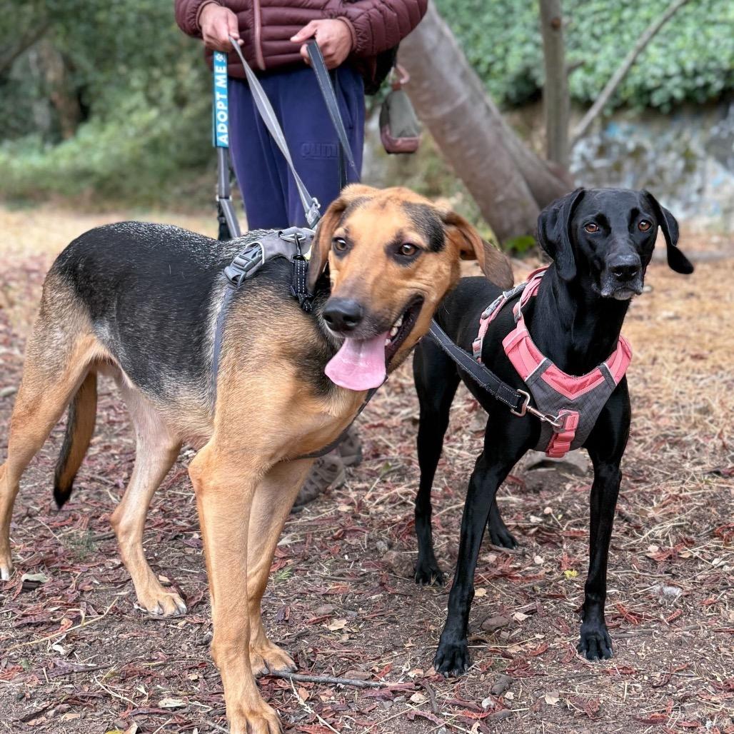 Enlarge Jack, a Adoptable mixed breed in San Francisco, CA image 2/6
