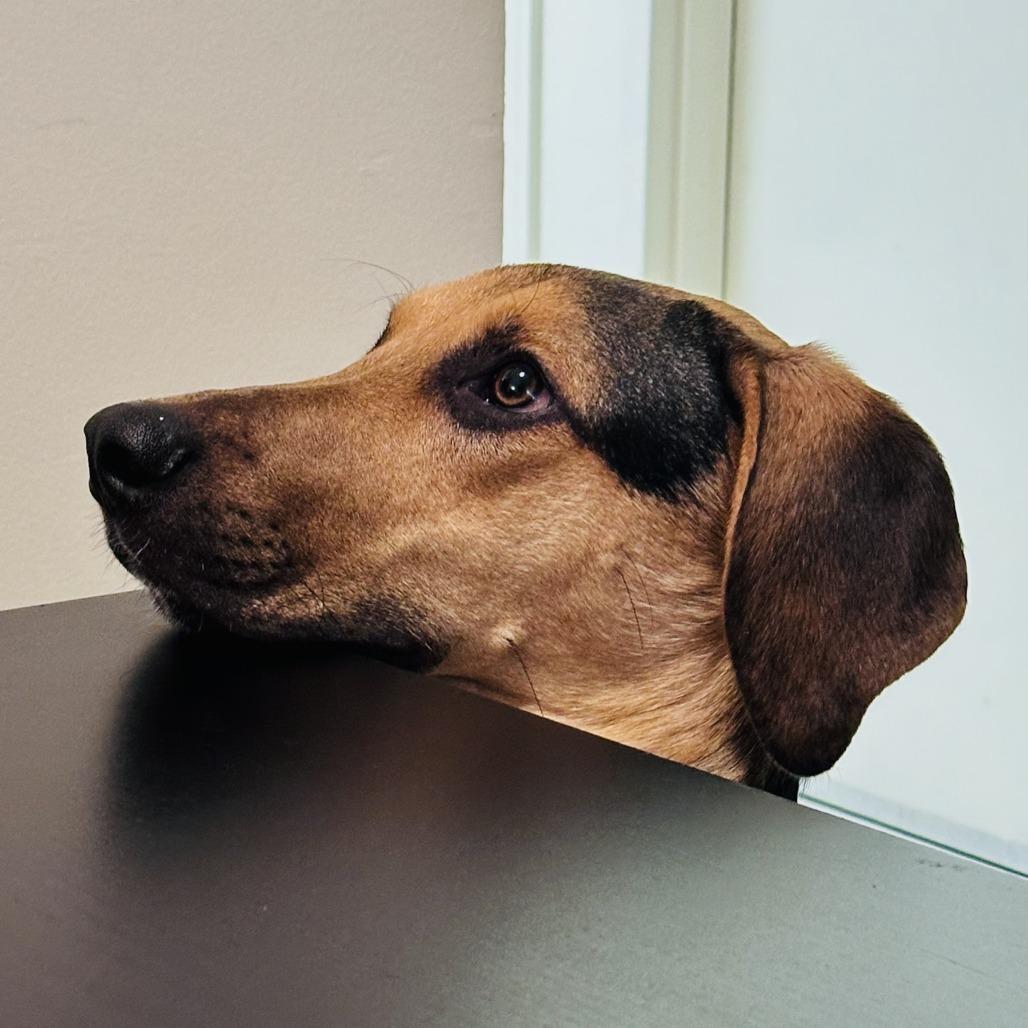 Enlarge Jack, a Adoptable mixed breed in San Francisco, CA image 3/6