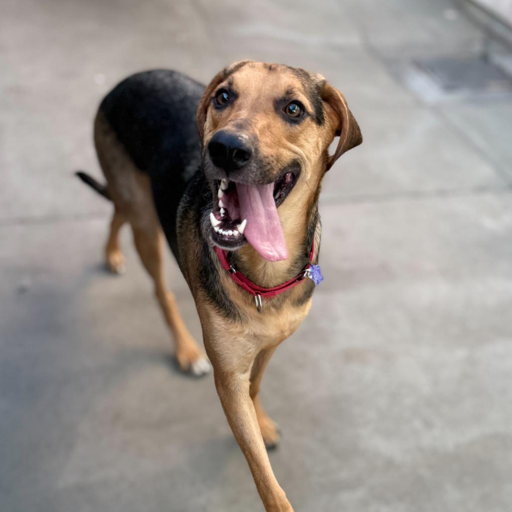 Enlarge Jack, a Adoptable mixed breed in San Francisco, CA image 4/6