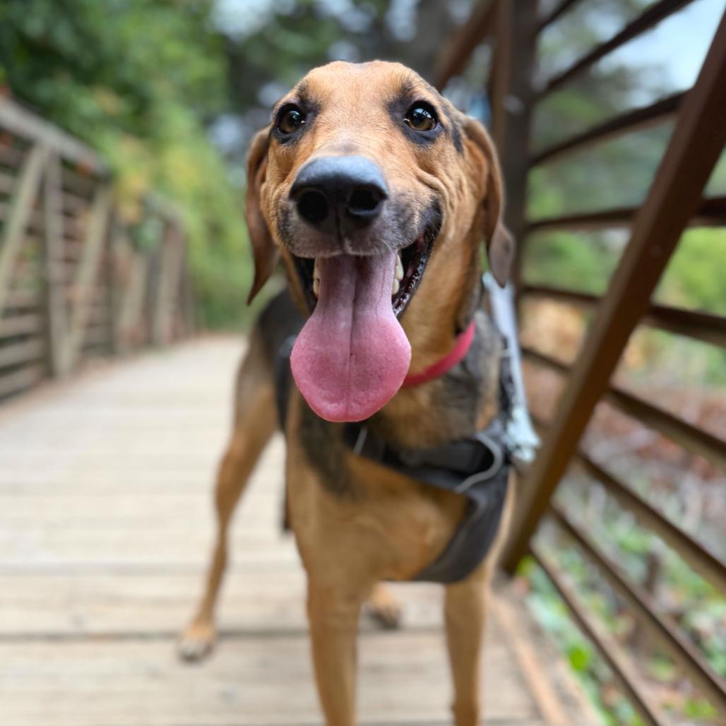 Enlarge Jack, a Adoptable mixed breed in San Francisco, CA image 5/6