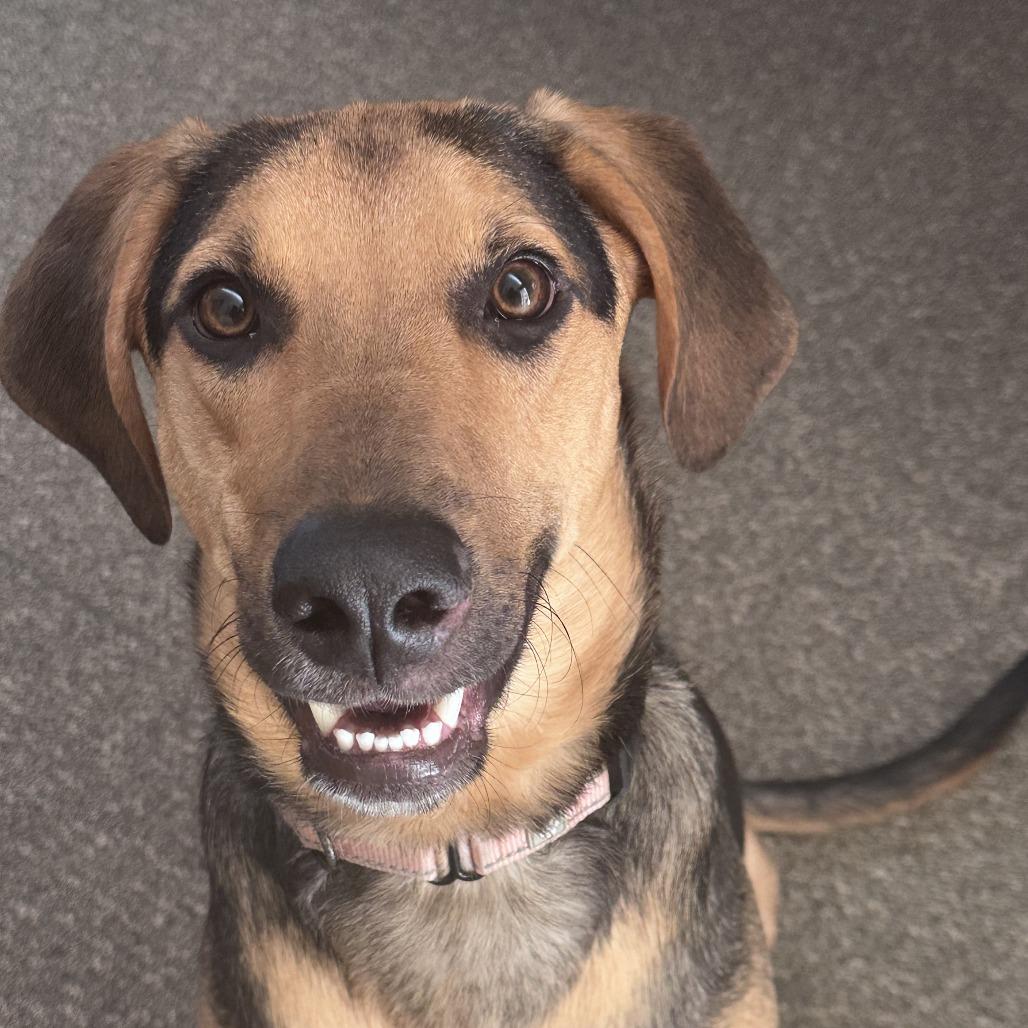 Enlarge Jack, a Adoptable mixed breed in San Francisco, CA image 6/6