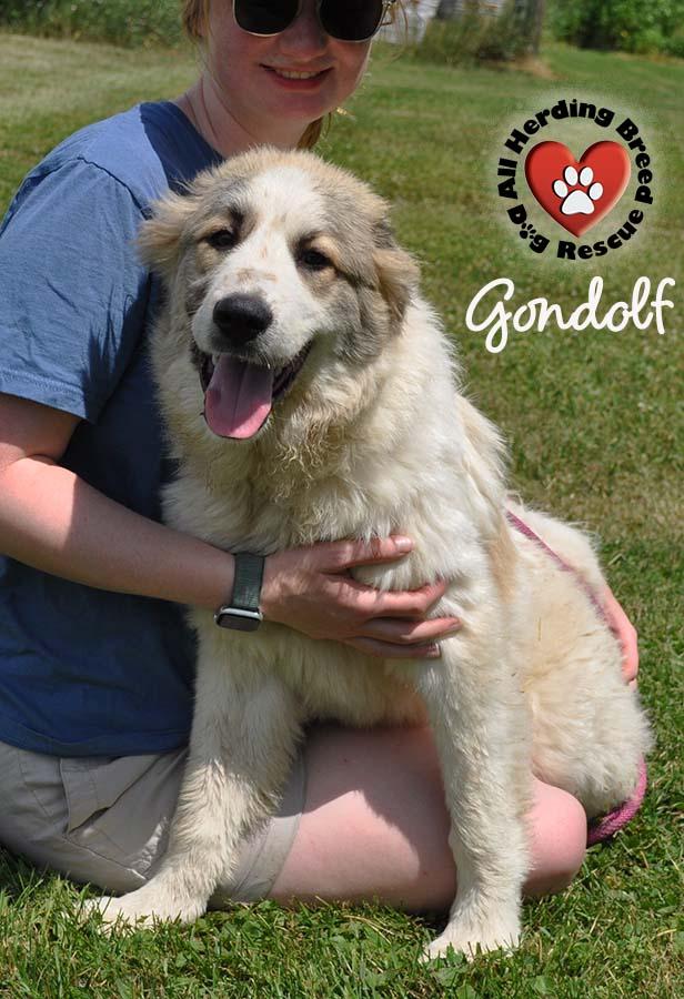 Gondolf, Young Male unknown