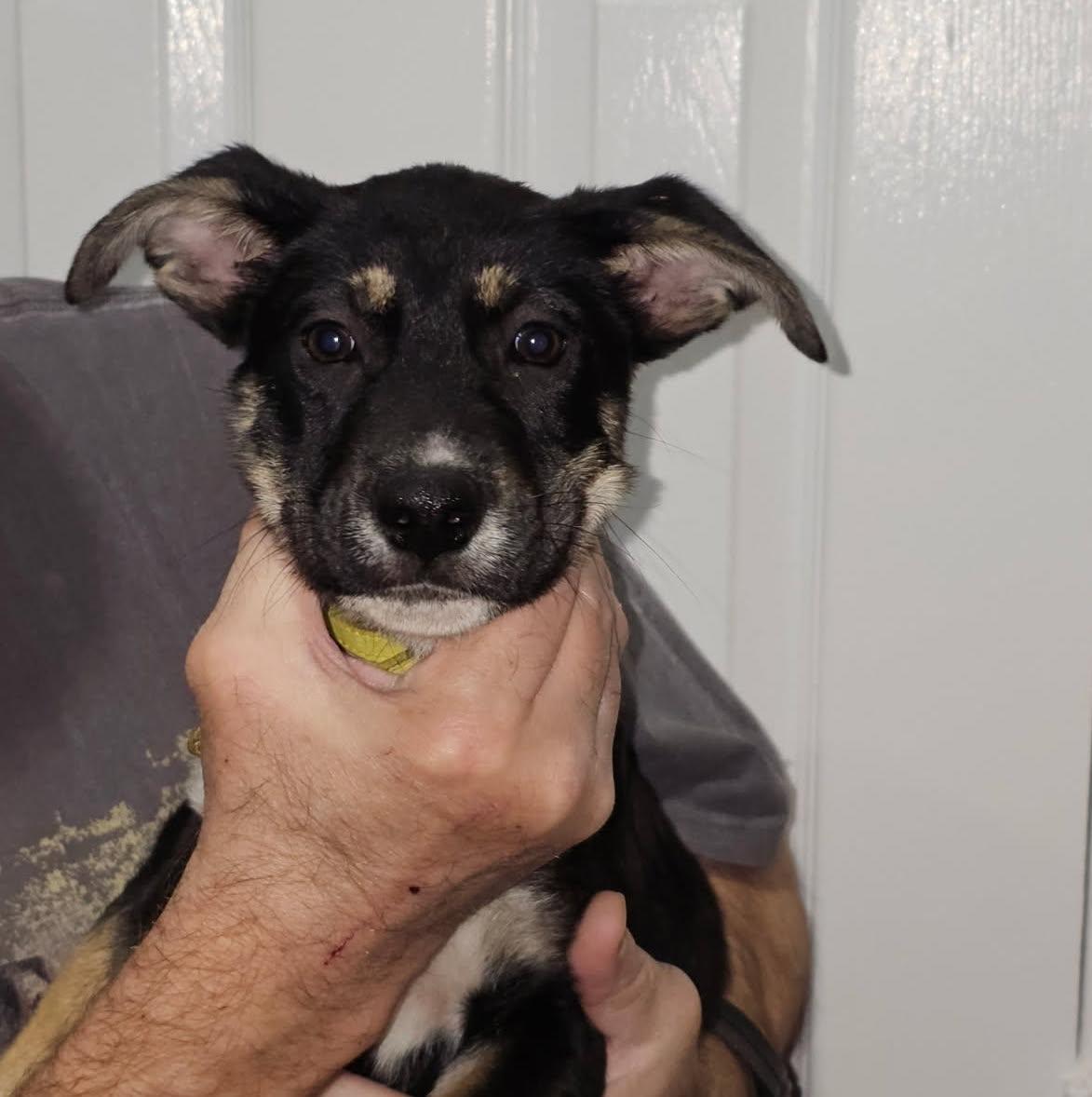 Rue, adopted, Puppy Female Shepherd.