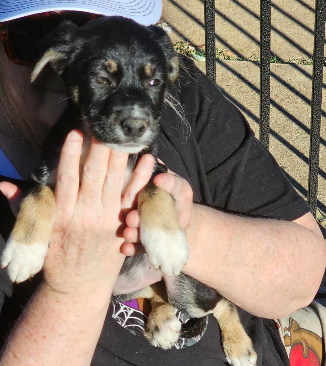 Enlarge Rue, an adopted mixed breed in Rochester, NY image 2/4