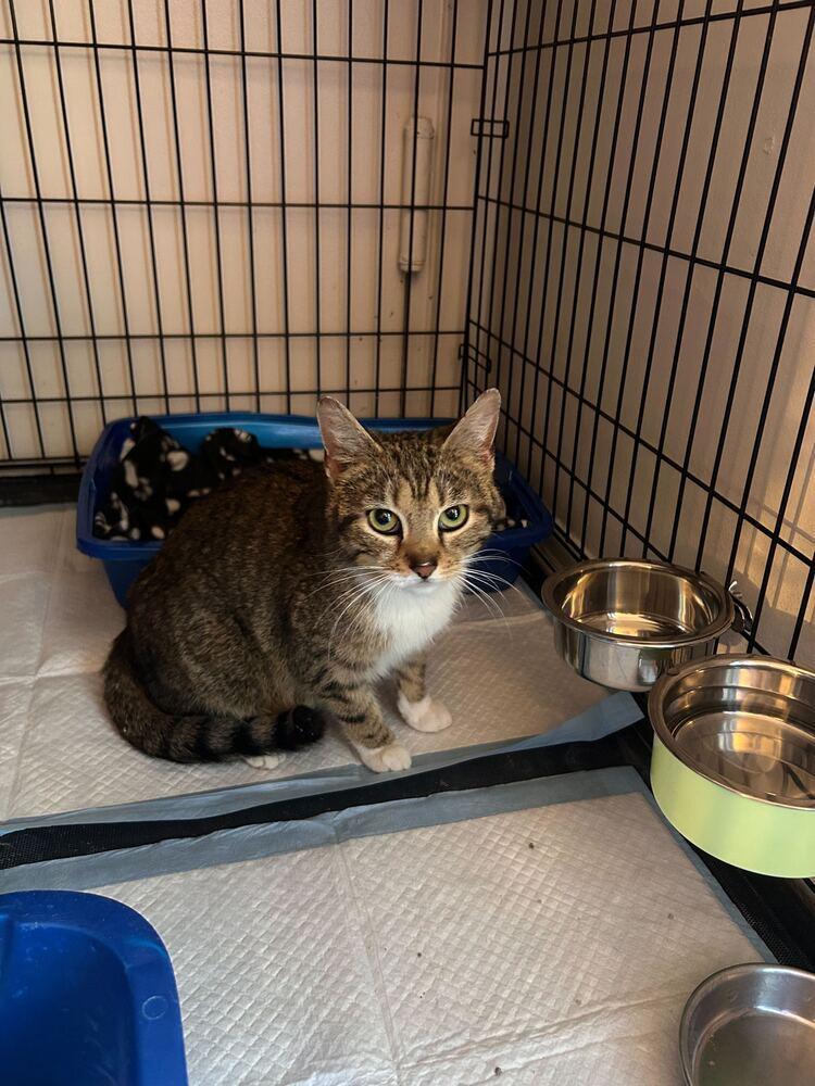 Enlarge Lorelai, a Adoptable Domestic Short Hair in North Brunswick, NJ image 1/1