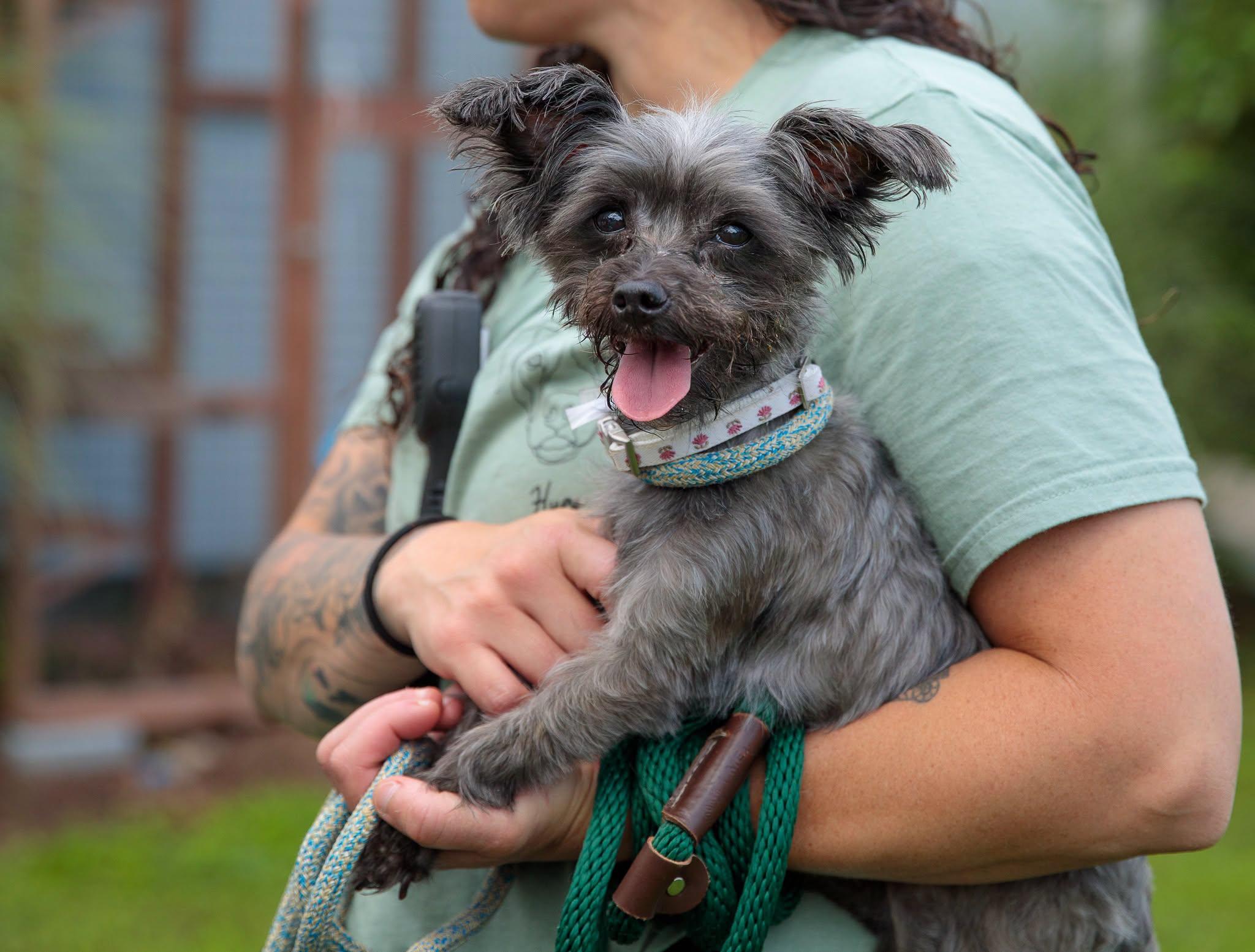 Maise, ADOPTABLE, Senior Female Yorkshire Terrier.