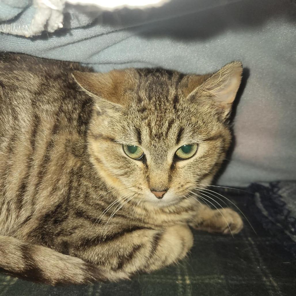 Rabbit, Adoptable, Young Female Domestic Short Hair.