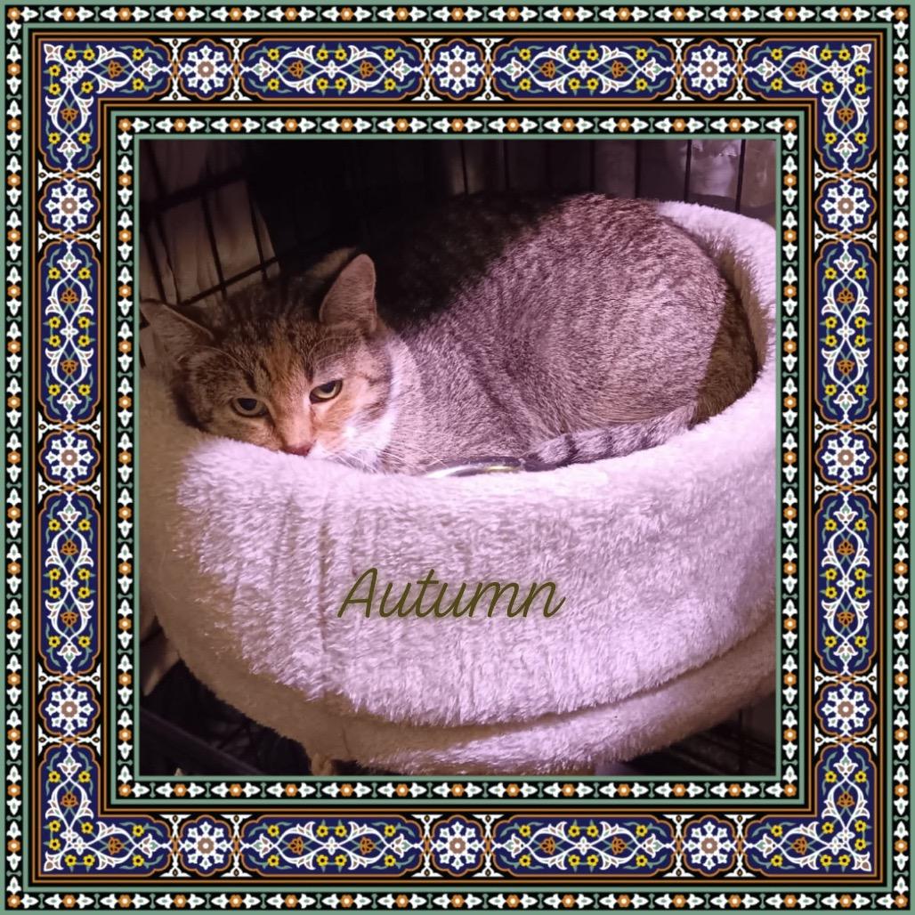 Enlarge Autumn, a Adoptable Domestic Short Hair in Johnstown, PA image 1/1