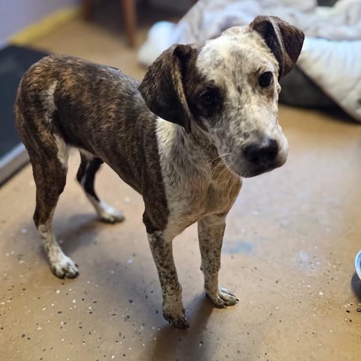 Enlarge Freckles, a Adoptable Mixed Breed in Newport, TN image 2/6