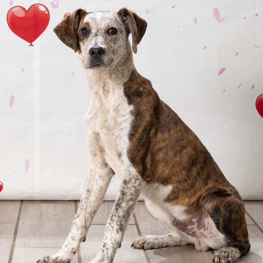 Enlarge Freckles, a Adoptable Mixed Breed in Newport, TN image 3/6