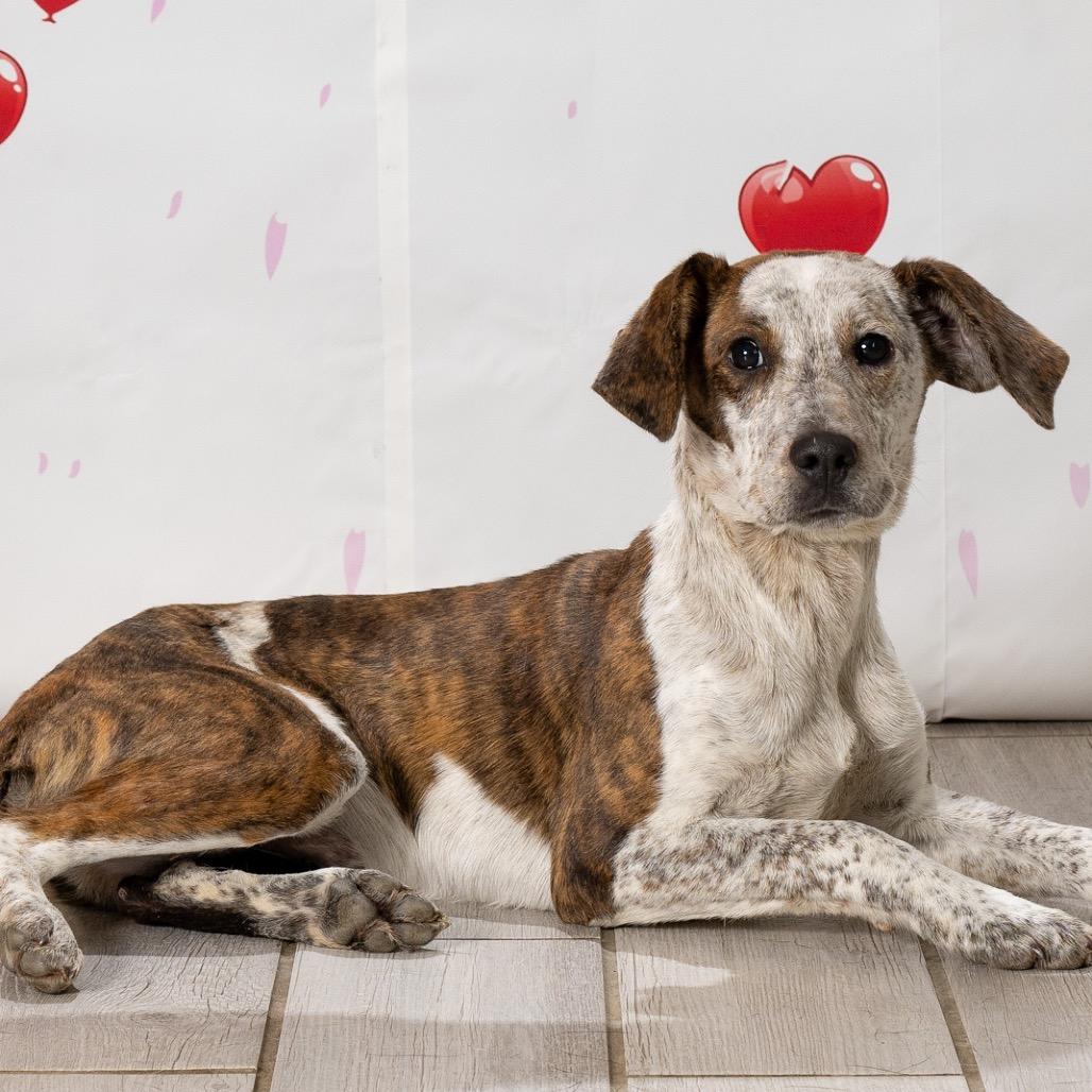 Enlarge Freckles, a Adoptable Mixed Breed in Newport, TN image 4/6