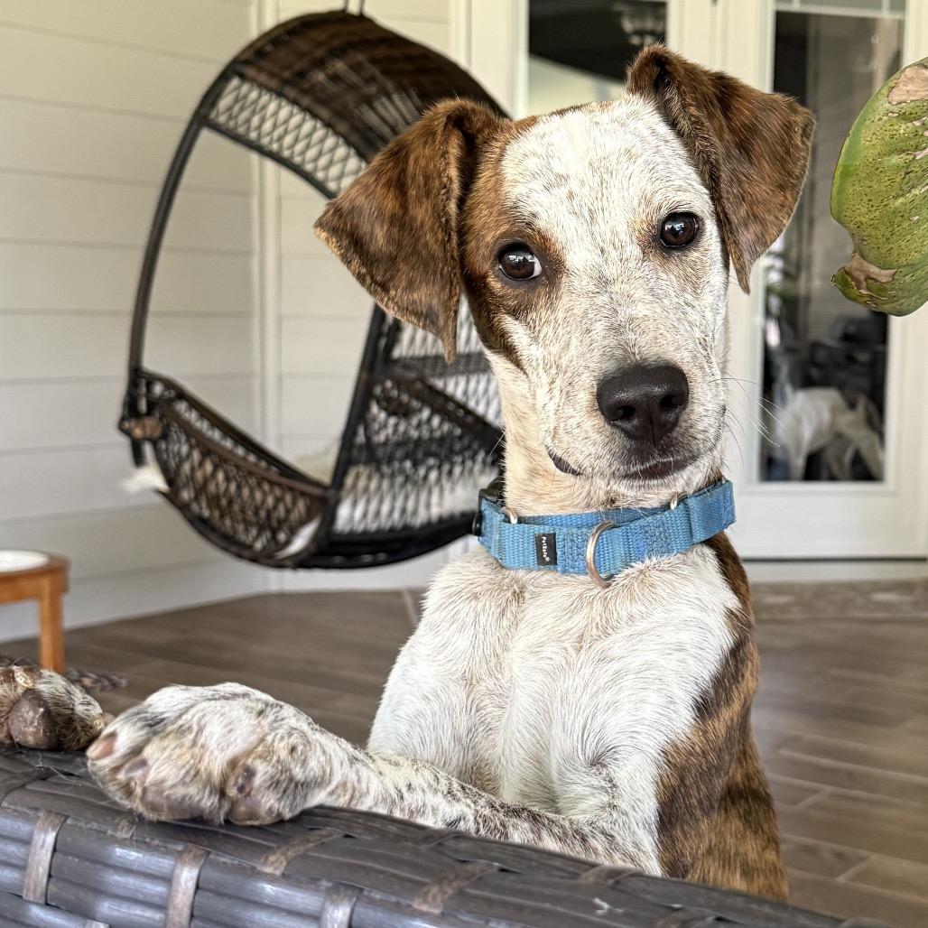 Enlarge Freckles, a Adoptable Mixed Breed in Newport, TN image 4/6