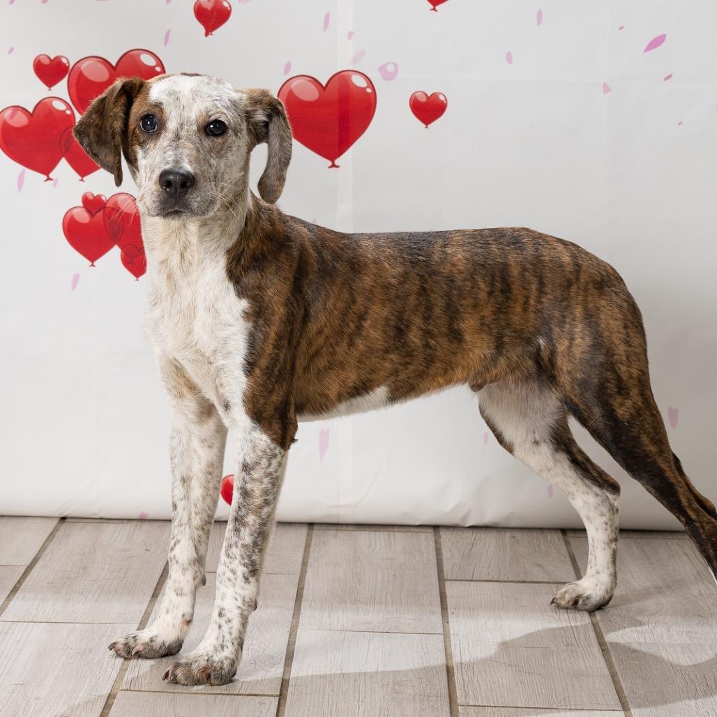 Enlarge Freckles, a Adoptable Mixed Breed in Newport, TN image 5/6