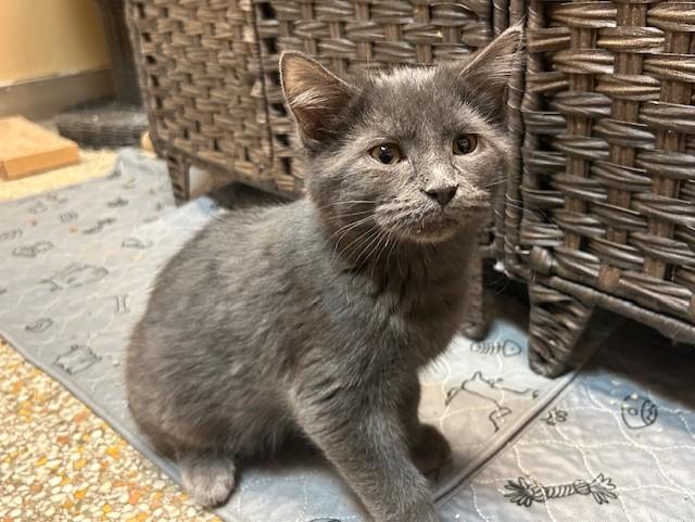 Enlarge Miles, a Adoptable Domestic Short Hair in Chicago, IL image 2/2