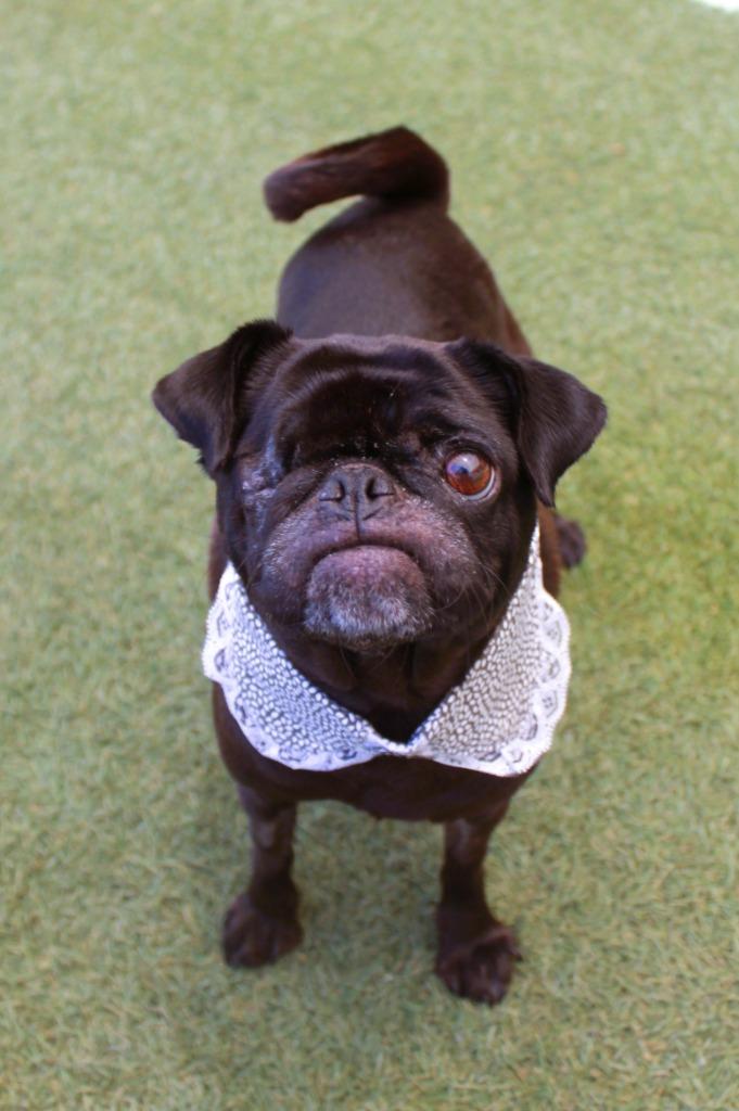 Enlarge Satine, a Adoptable Pug in Gardena, CA image 1/5