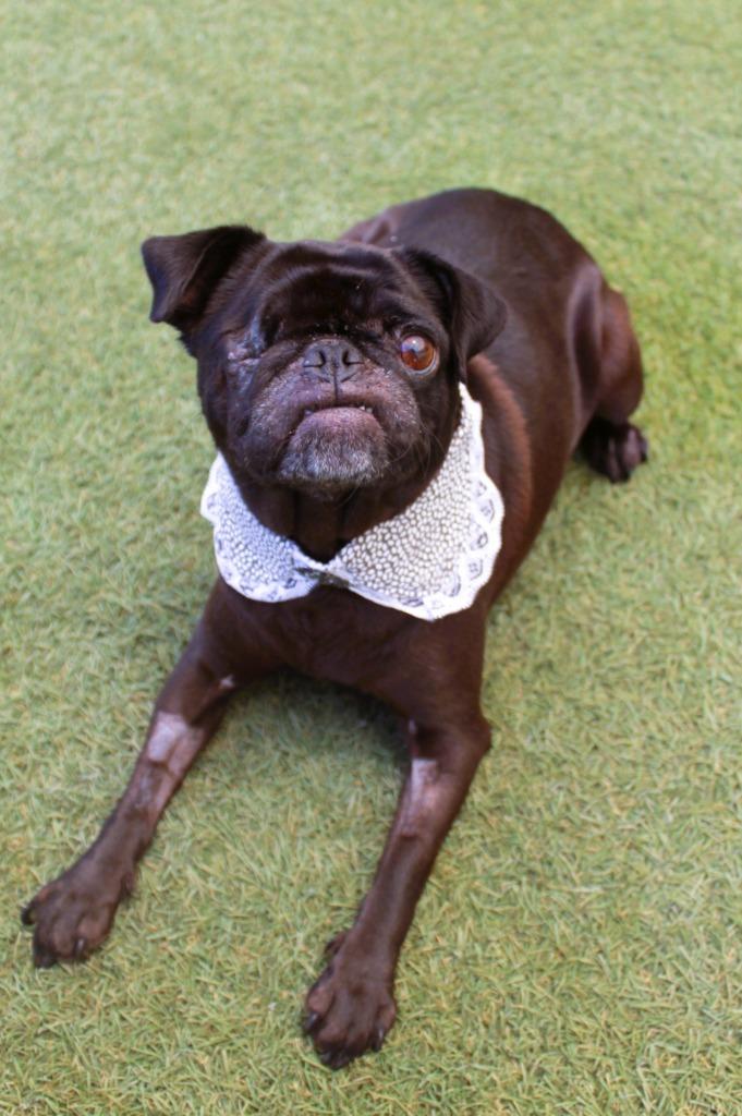Enlarge Satine, a Adoptable Pug in Gardena, CA image 3/5