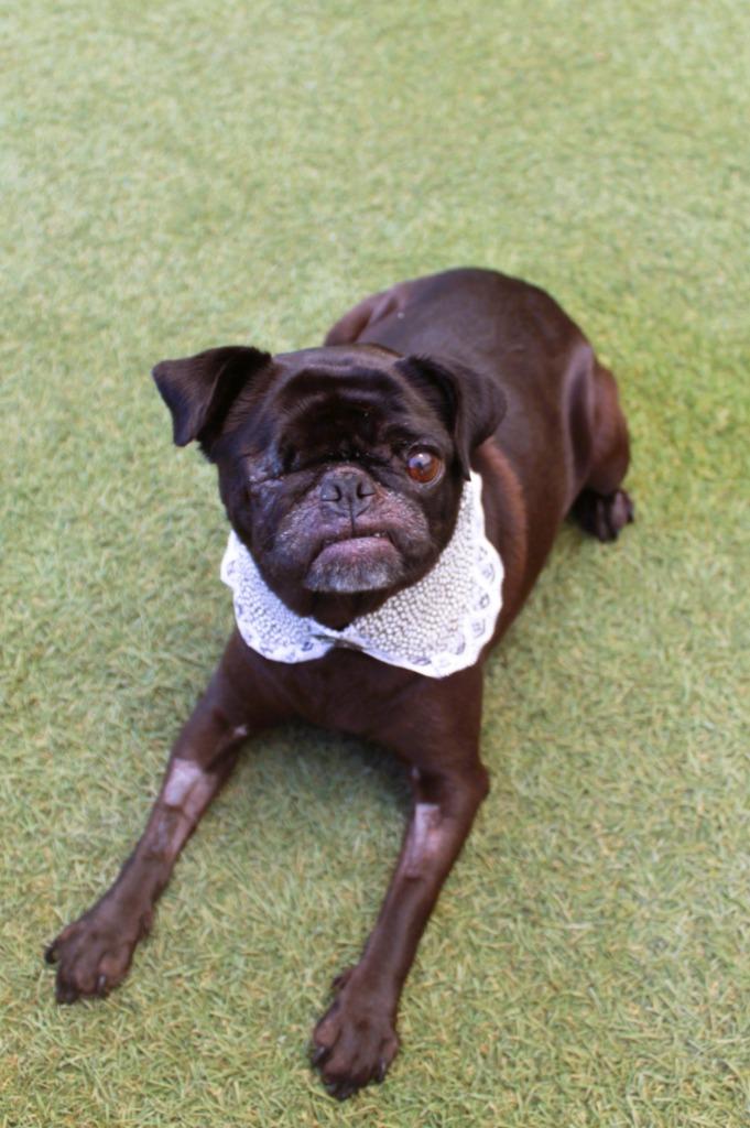 Enlarge Satine, a Adoptable Pug in Gardena, CA image 4/5