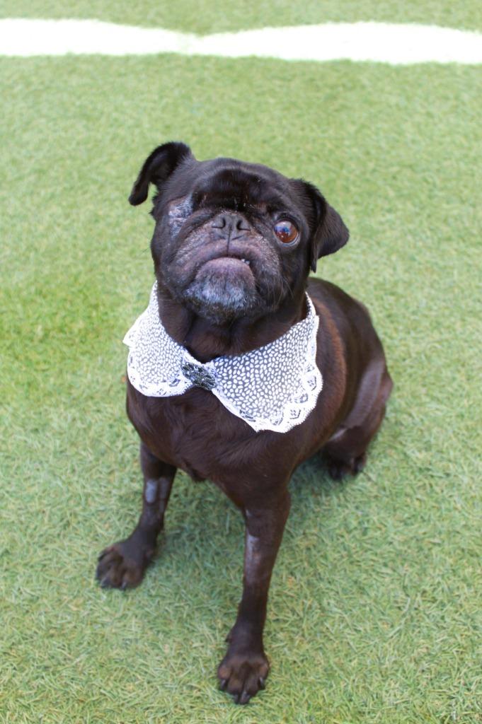 Enlarge Satine, a Adoptable Pug in Gardena, CA image 5/5