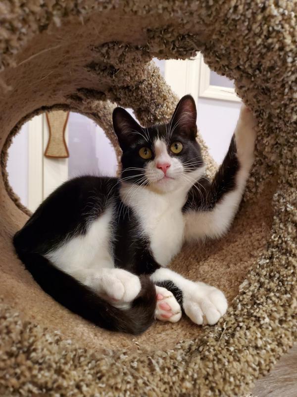 Enlarge Feinster, a Adoptable mixed breed in Vancouver, WA image 1/6