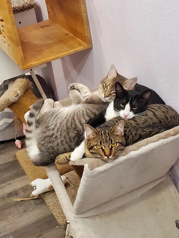 Enlarge Feinster, a Adoptable mixed breed in Vancouver, WA image 2/6