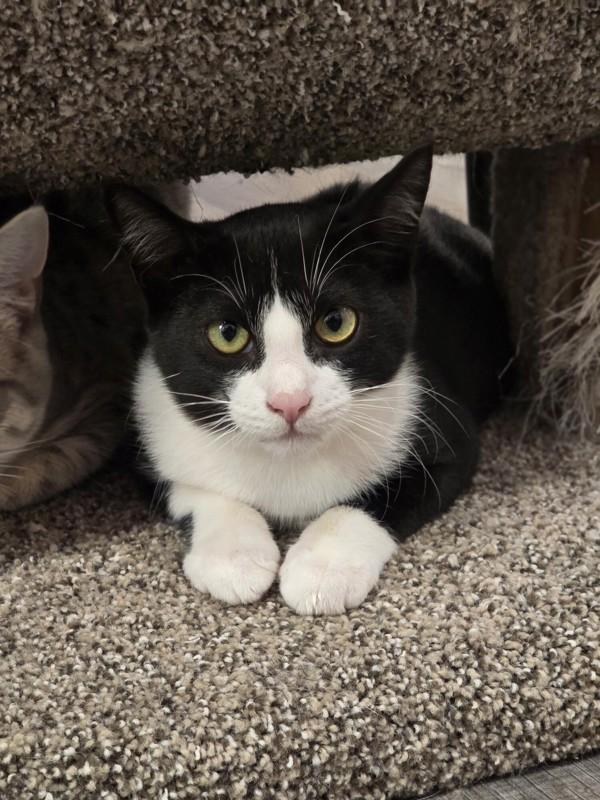 Enlarge Feinster, a Adoptable mixed breed in Vancouver, WA image 3/6