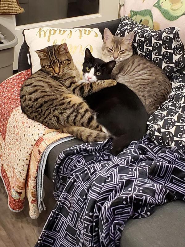 Enlarge Feinster, a Adoptable mixed breed in Vancouver, WA image 4/6