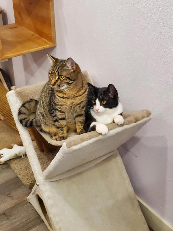 Enlarge Feinster, a Adoptable mixed breed in Vancouver, WA image 5/6