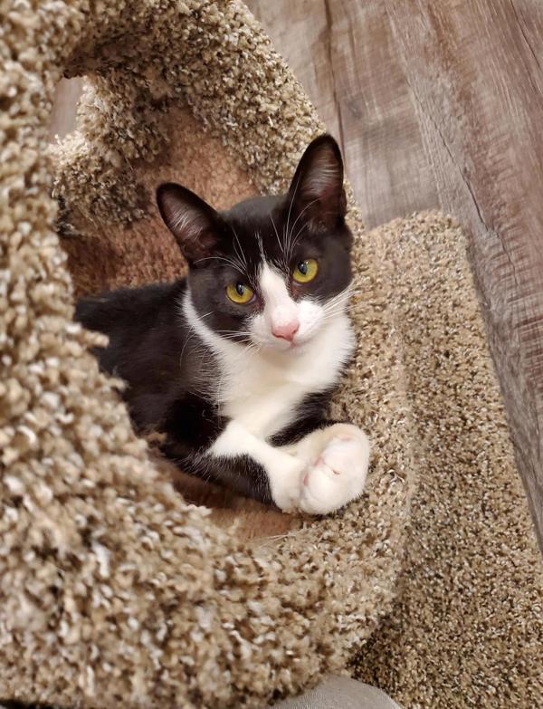 Enlarge Feinster, a Adoptable mixed breed in Vancouver, WA image 6/6