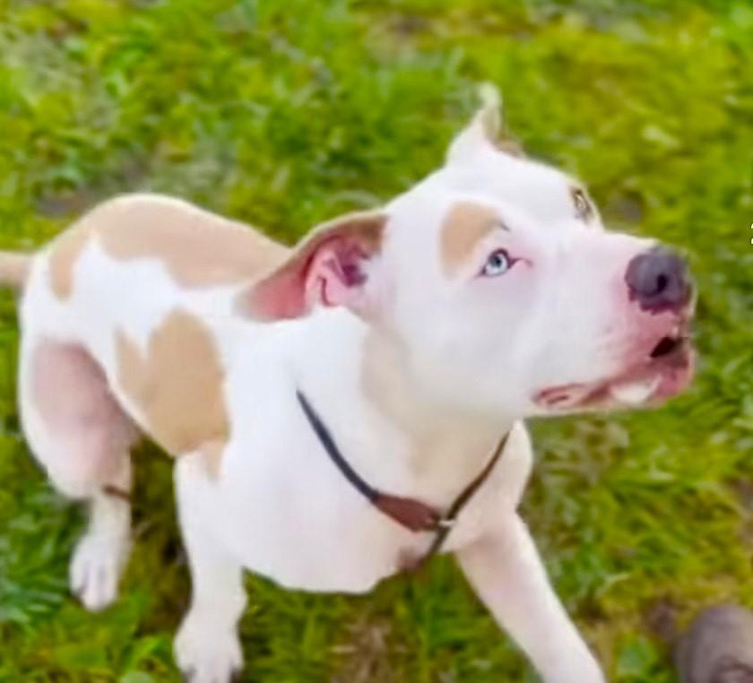 "Heavenly Flower" -Leilani, an adoptable mixed breed in Los Angeles, CA image 4/6