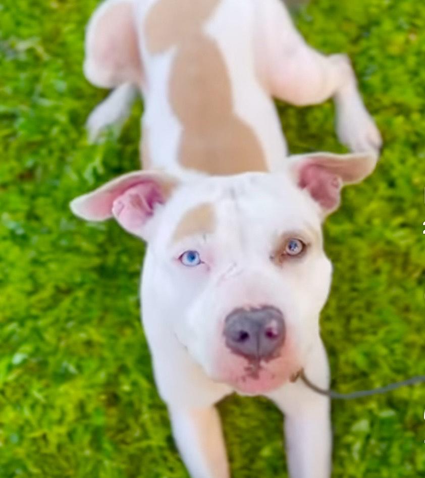 "Heavenly Flower" -Leilani, an adoptable mixed breed in Los Angeles, CA image 6/6