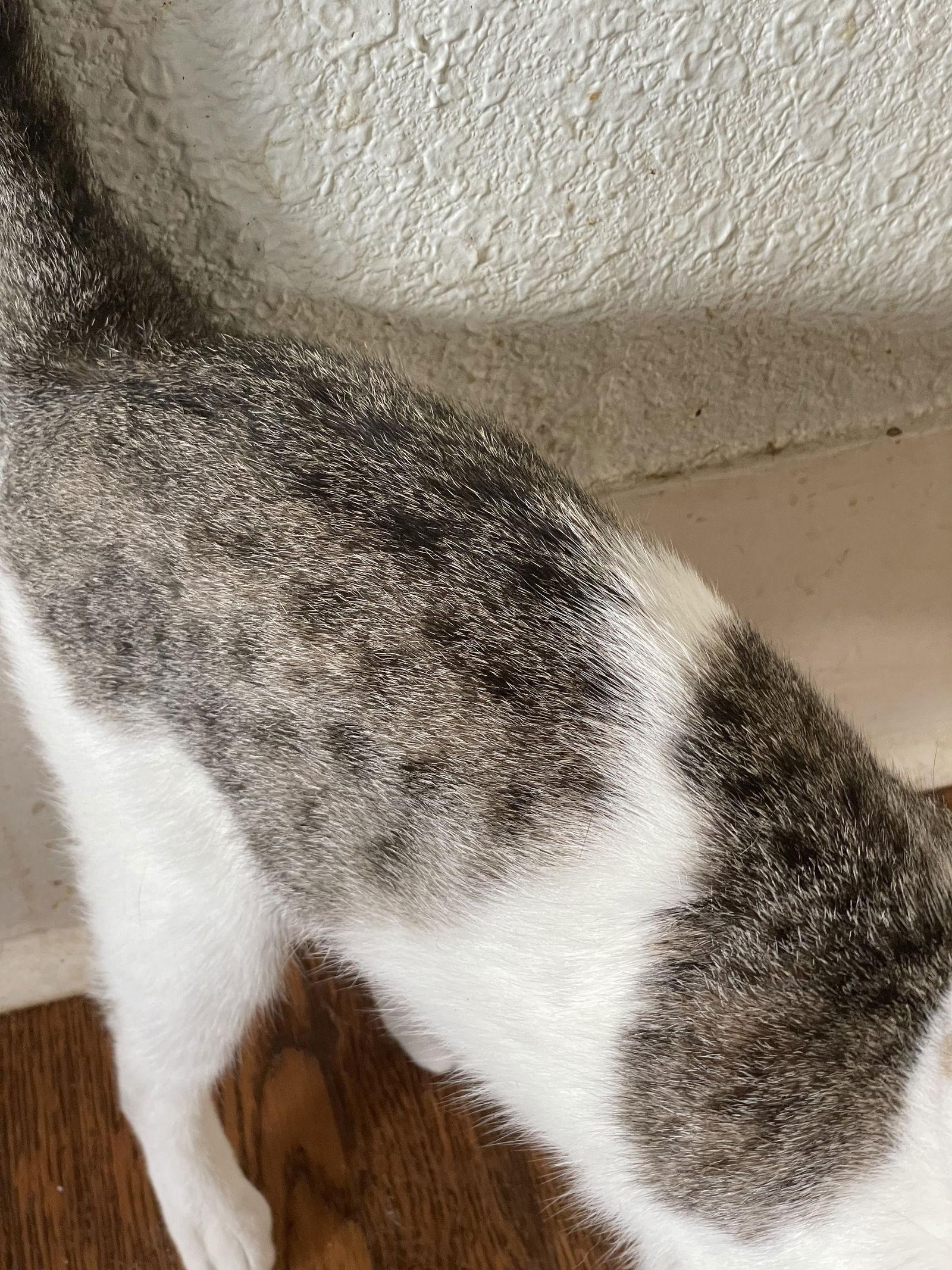 Enlarge Pepitas, a Adoptable Domestic Short Hair in San Antonio, TX image 1/2