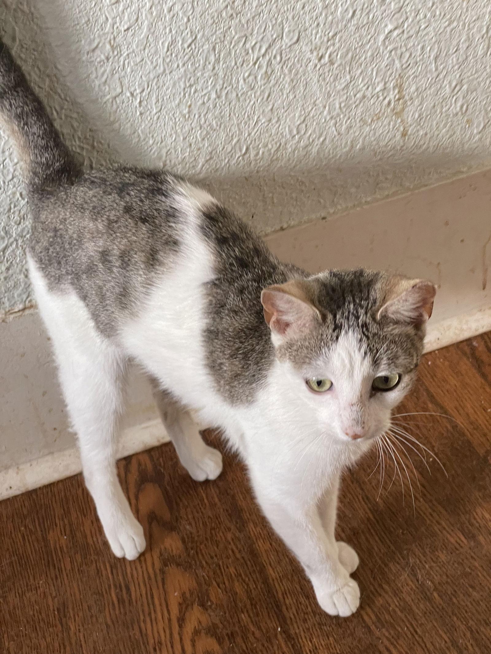 Enlarge Pepitas, a Adoptable Domestic Short Hair in San Antonio, TX image 2/2