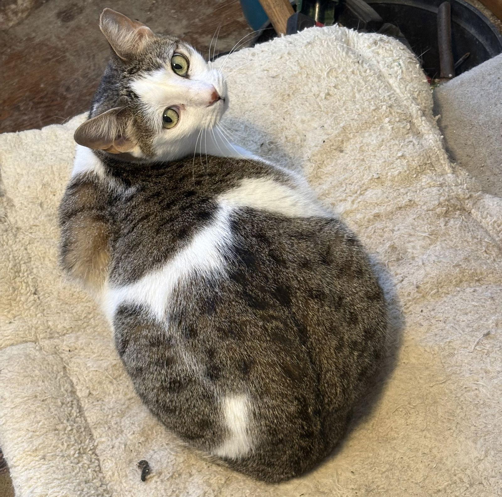 Enlarge Pepitas, a Adoptable Domestic Short Hair in San Antonio, TX image 3/3