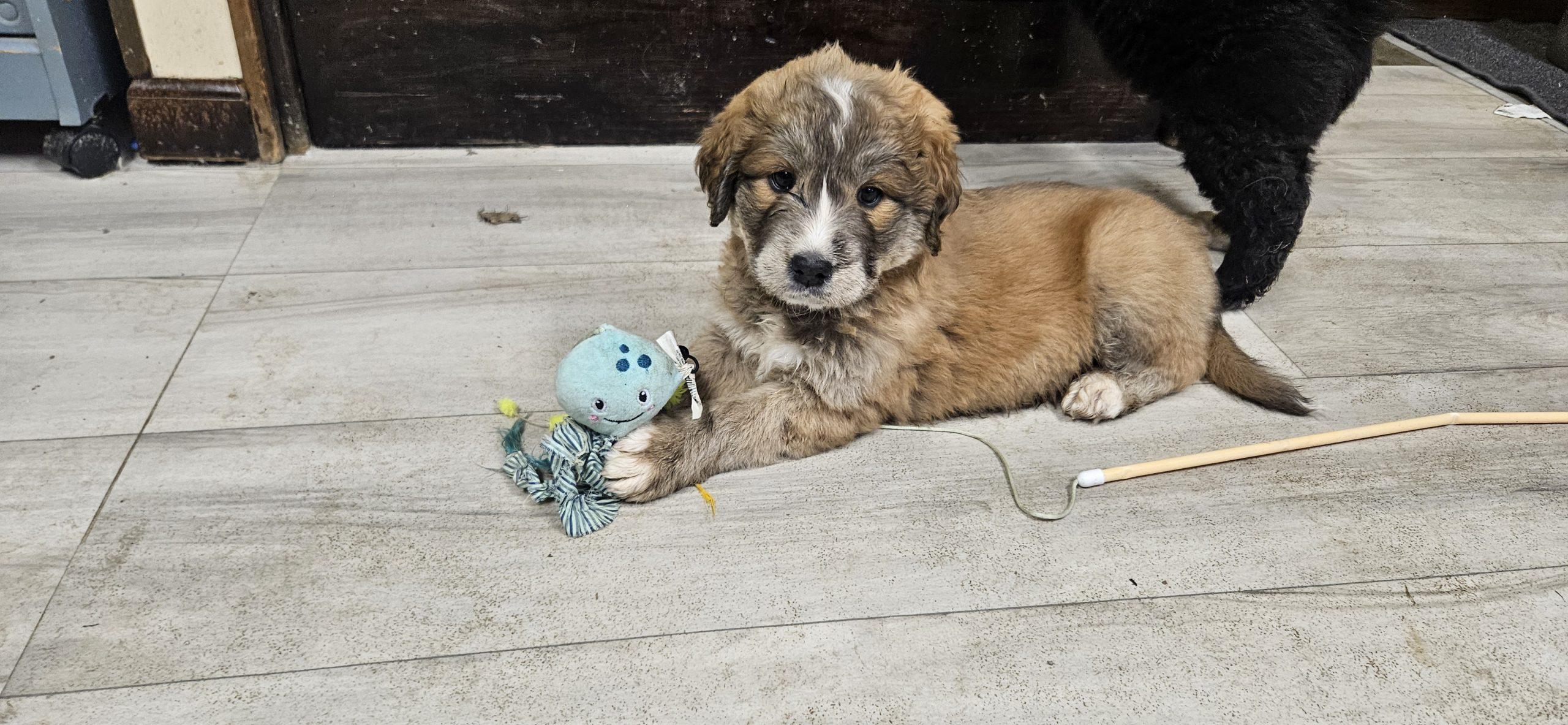 Enlarge Abner, a Adoptable mixed breed in Kirksville, MO image 1/2