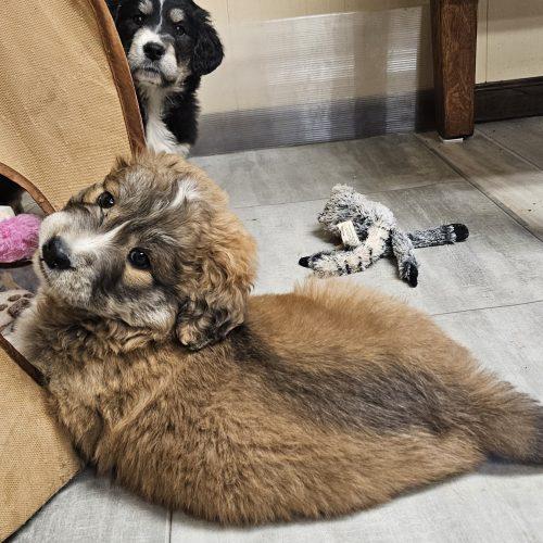 Abner, Adoptable, Puppy Male Poodle & Great Pyrenees.