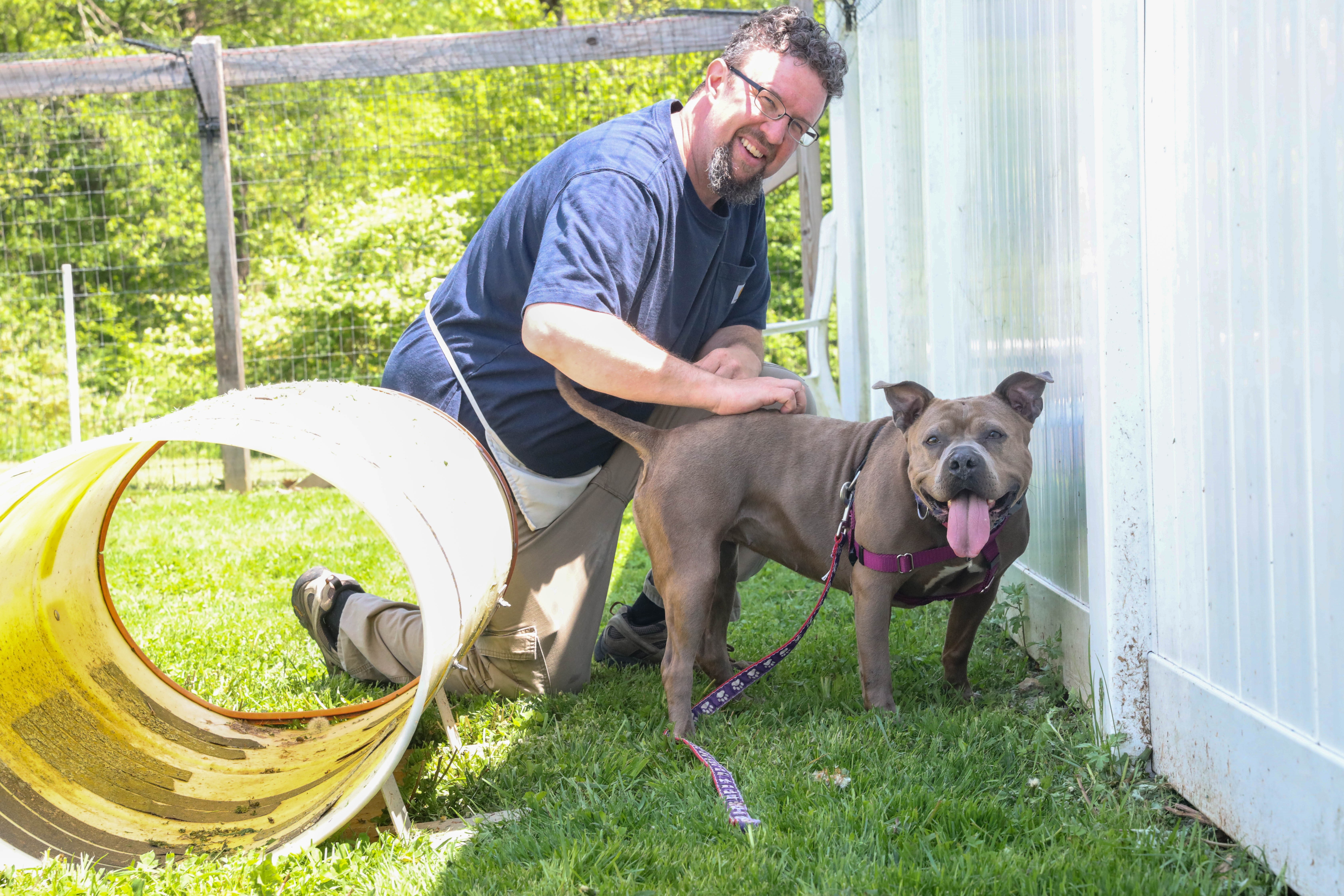 Princess, Adoptable, Adult Female American Staffordshire Terrier.