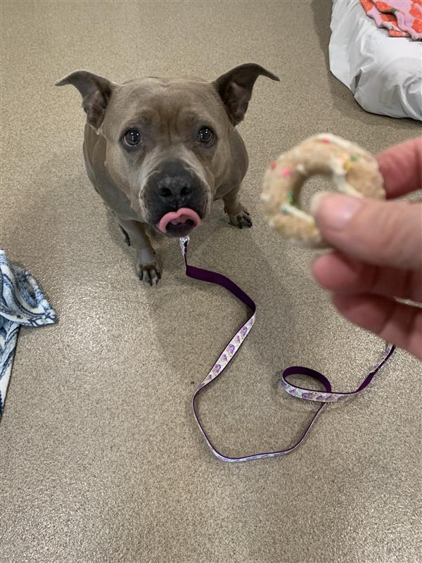 Princess, a Adoptable mixed breed in Manchester, CT image 3/6