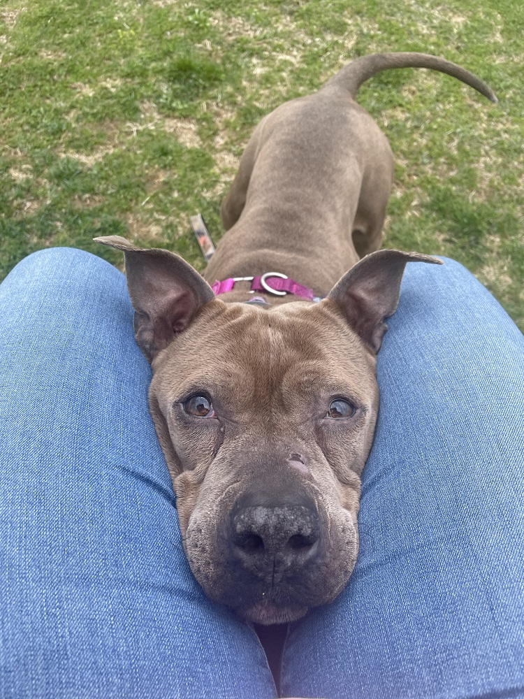 Princess, a Adoptable mixed breed in Manchester, CT image 4/6