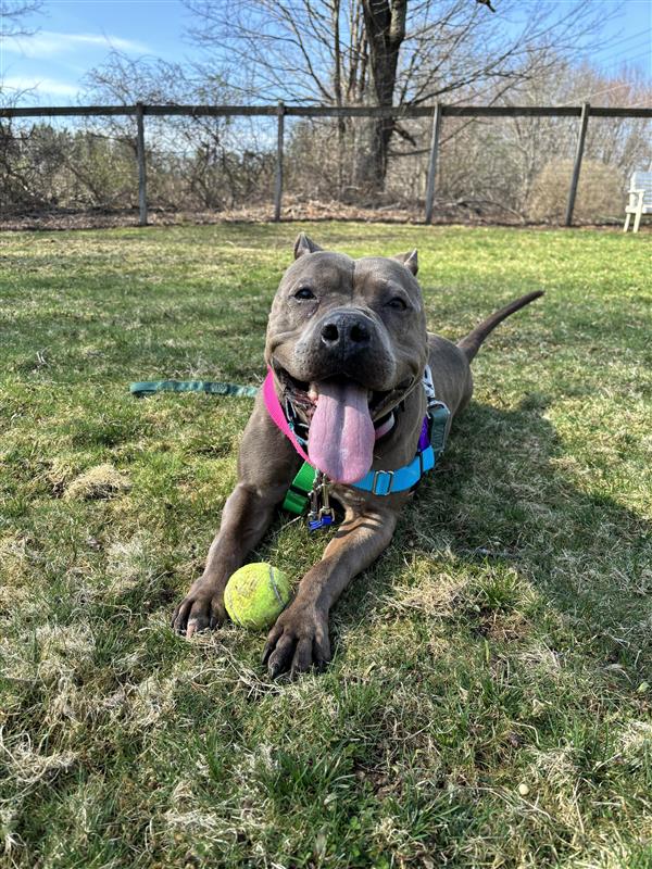 Princess, a Adoptable mixed breed in Manchester, CT image 5/6