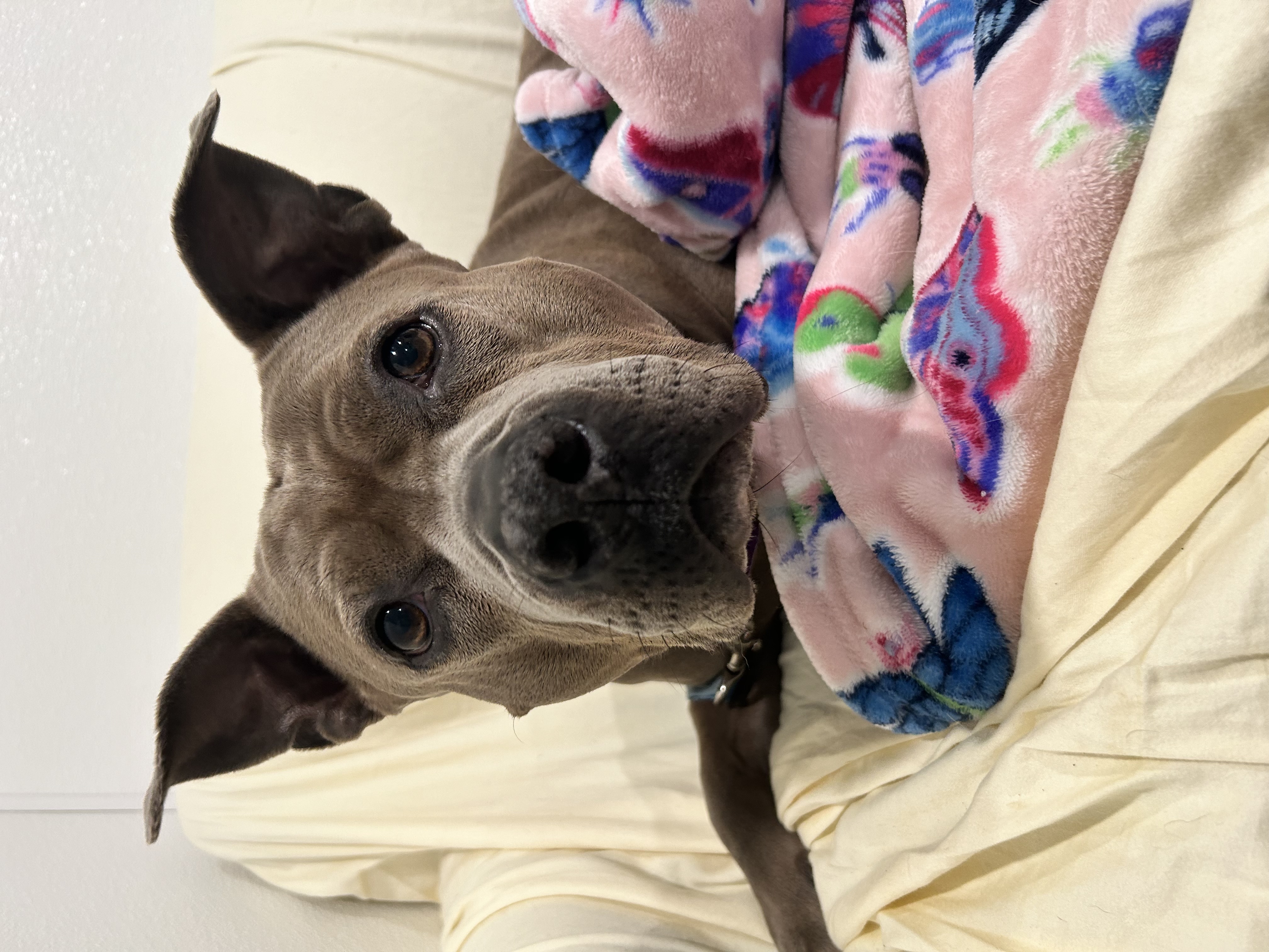 Princess, a Adoptable mixed breed in Manchester, CT image 6/6