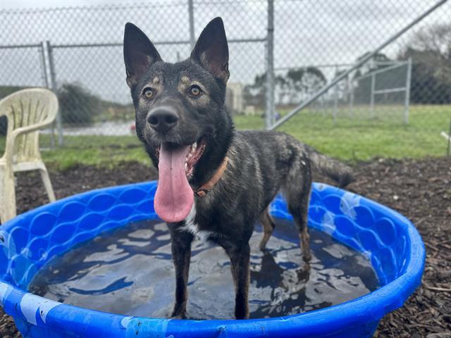 Enlarge LAGUNA, a Adoptable mixed breed in McKinleyville, CA image 1/1