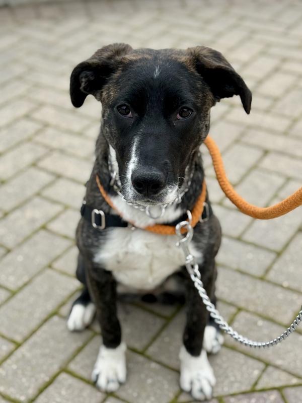 Enlarge Shyla, a Adoptable mixed breed in Winnipeg, MB image 1/1