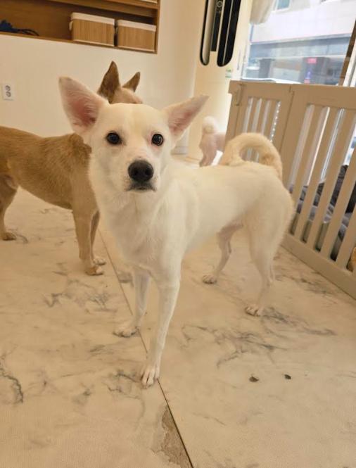 Seul, a ADOPTABLE mixed breed in Naperville, IL image 3/6