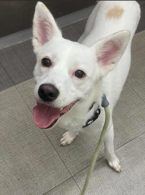 Seul, ADOPTABLE, Young Female Jindo & Spitz.