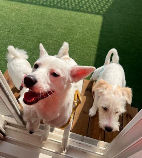 Seul, a ADOPTABLE mixed breed in Naperville, IL image 6/6