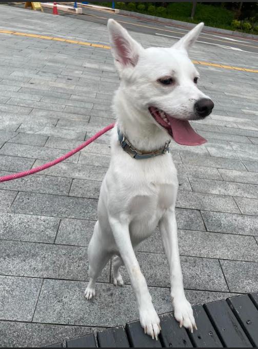 Seul, a ADOPTABLE mixed breed in Naperville, IL image 2/6